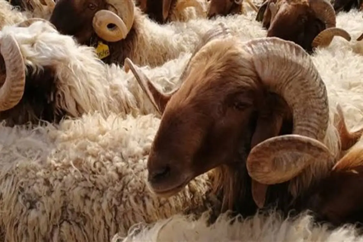 الاضاحي في عيد الأضحى دليل شامل للأحكام والفضائل في الإسلام