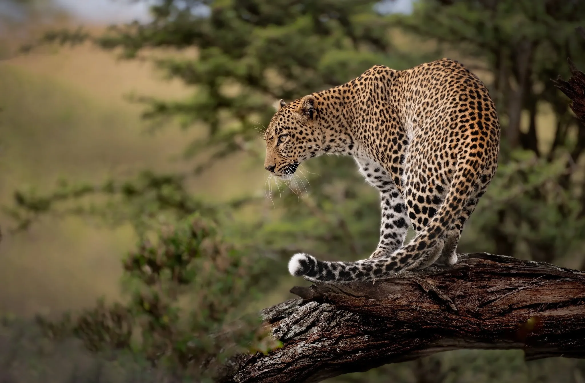 حيوانات الغابات الاستوائية أسرار الحياة داخل أكثر البيئات غموضًا في العالم